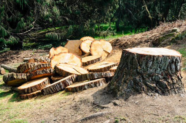 Professional Tree Services in Security Widefield, CO